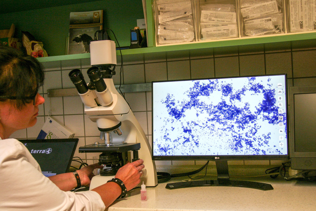 Mikroskopische Untersuchungsverfahren