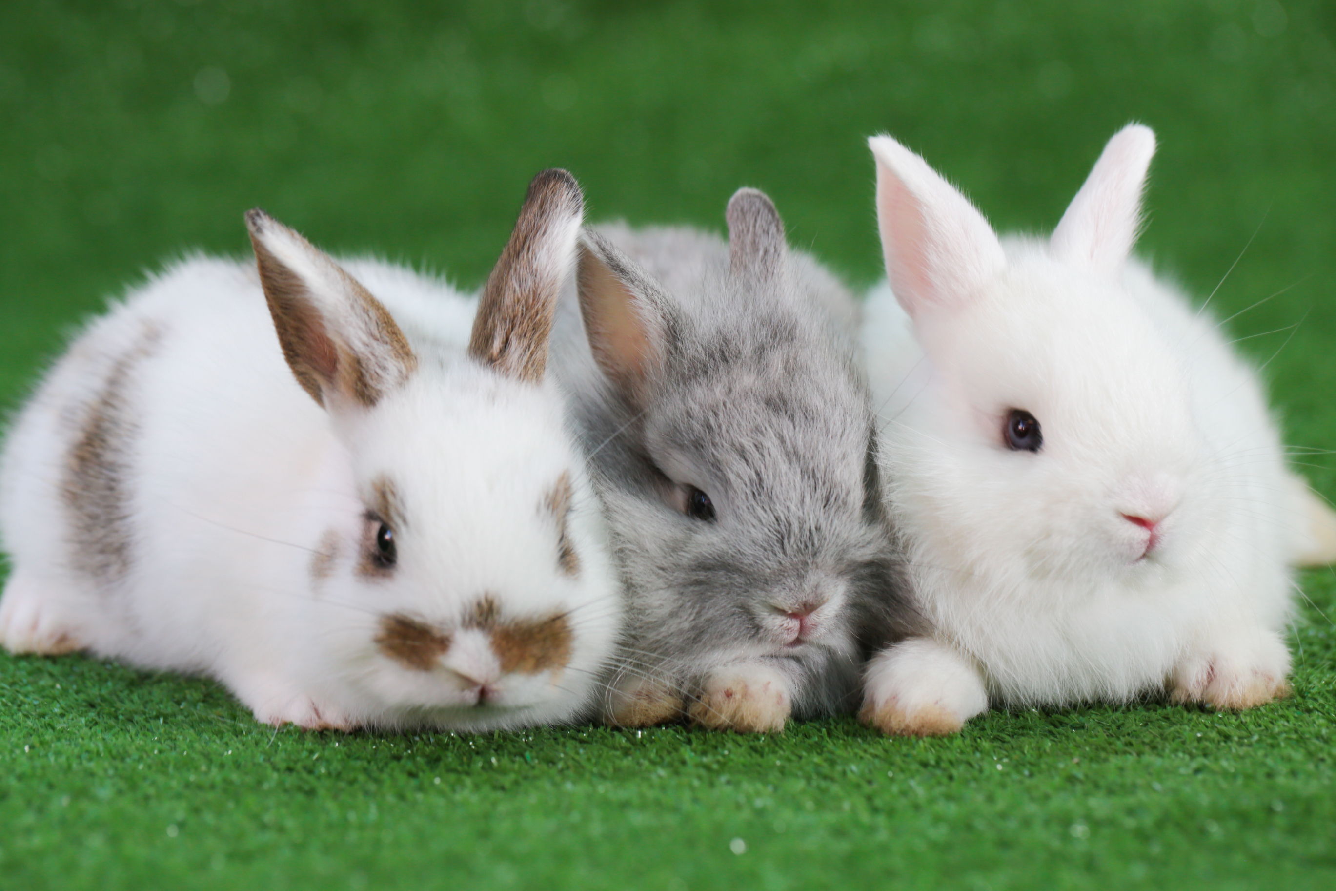 Junge Kaninchen im Winter - Tierärztliche Praxis Dr. Cosima Bouassiba ...